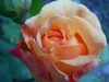 PIC01388.JPG