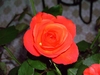 PIC01654.JPG